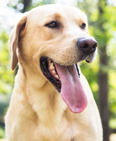 It's Never Too Late: Effective Strategies for Training Adult Dogs